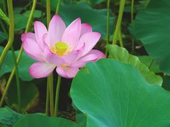 -桃花岛景观公园