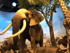 -陕西自然博物馆