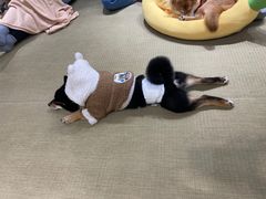 -逗柴咖啡屋·狗咖猫咖宠物桌游