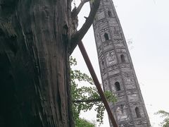 -上海佘山国家森林公园天马山园
