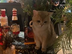 -咖法森林·咖啡  酒吧(天河店)