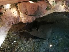 -迪拜水族馆及水下动物园