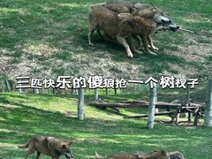 -北京野生动物园