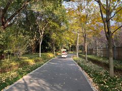 -昆山城市生态森林公园