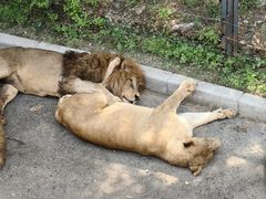 -大连森林动物园