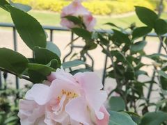 -白鹭洲公园