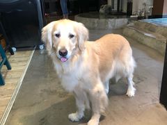 -百好乐宠物友好餐厅(朝外大街店)