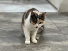 -楼上猫咖(罗湖店)