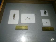 -上海昆虫博物馆