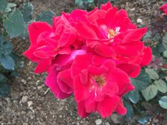 -人民公园(罗湖区)