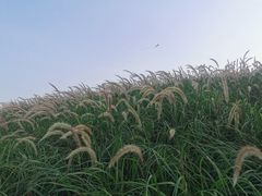 -光明小镇欢乐田园