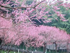 -重庆彩云湖湿地公园