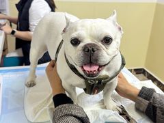 -美联众合动物医院·24h转诊中心