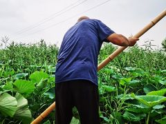 -白洋淀景区