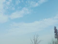 -合肥滨湖国家森林公园