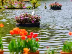 -深圳仙湖植物园