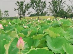 -梁鸿国家湿地公园