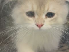 -瑞派福兴宠物医院犬猫全科·骨科·中西医结合(河东店)