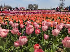 -荷兰花海