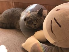 -芭比堂动物医院·犬猫全科·异宠专科(雁塔分院)