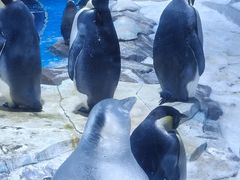 -上海海昌海洋公园