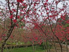 -龙头寺公园