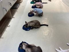 -藏猫猫咖啡主题馆(中央大道店)