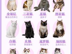 -lincat·猫舍(广州店)