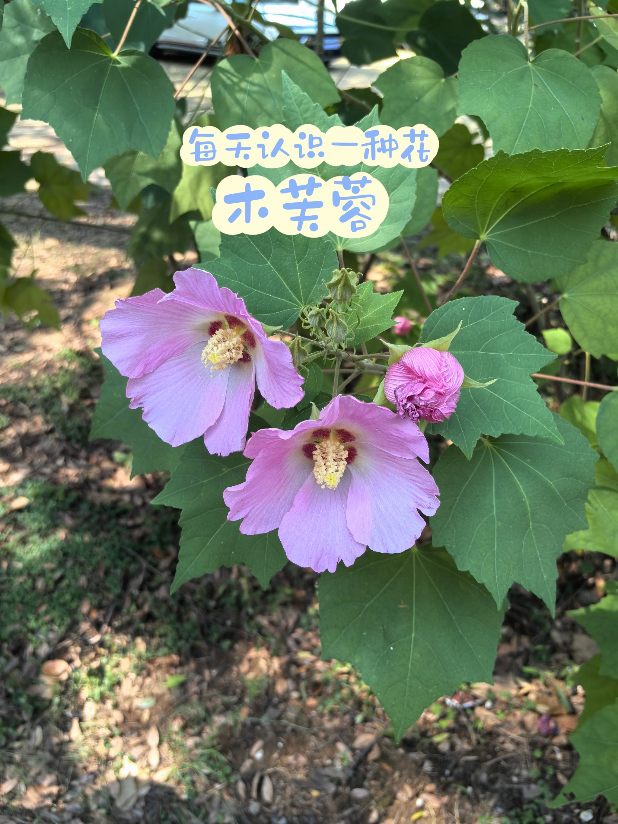 木芙蓉为何叫拒霜花图片