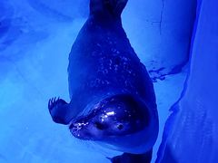 -上海海昌海洋公园