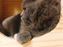 -瑞派先诺宠物医院•猫专科•普外科•中兽医(佛山院)