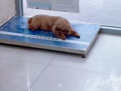 -全心全意连锁动物医院·微创中心·内科急重症·心脏专科(丰管路店)