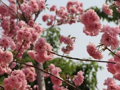 -天适樱花悠乐园