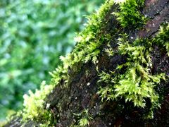 -龙苍沟森林公园