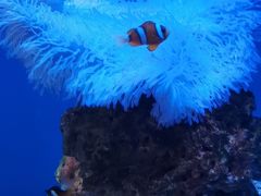 -海合安武汉极地海洋公园