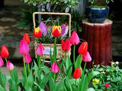 -三圣花乡旅游区