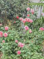 -弗蕾亚·和月月子调理院(东湖店)