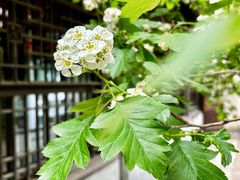 -国家植物园