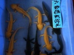 -桂林市花鸟市场