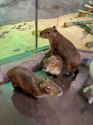 -Zoolung Zoolung动物主题公园(海信广场店)