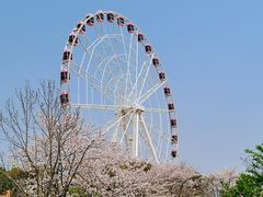 -顾村公园