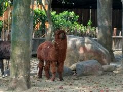 -野生动物园-停车场