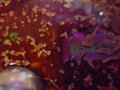 -味之绝热血美蛙鱼火锅(中坝店)