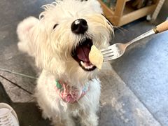 -翊宠yipet猫狗购宠庄园犬舍•猫舍