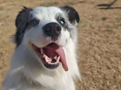 -趣玩宠物乐园寄养训犬训狗游泳池