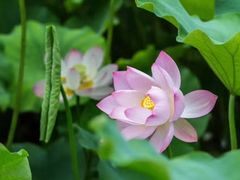 -四川大学(华西校区)