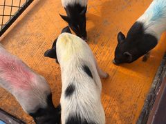 -太阳岛度假酒店