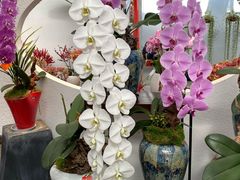-荷兰花海