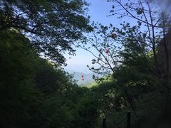 -王顺山国家森林公园