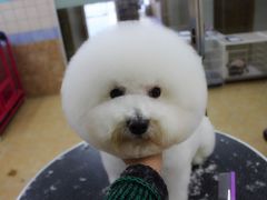 宁波诺比宠物美容日系精修-诺比宠物医院心脏内科·泌尿肾内外科·骨科急重症